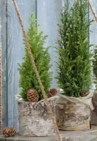 Pflanzen Kölle Mini-Konifere Angebot