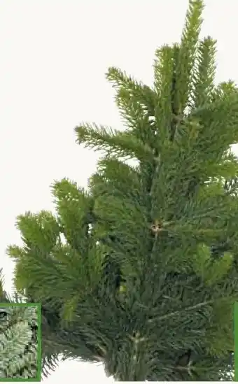 Pflanzen Kölle Nordmanntannenbund Angebot