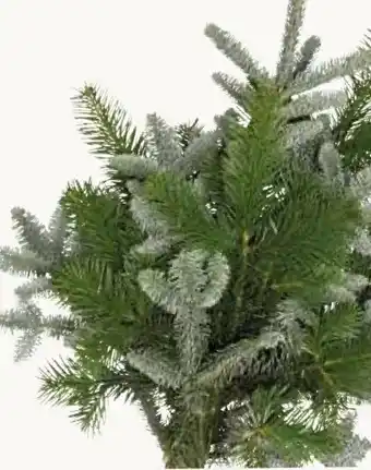 Pflanzen Kölle Nordmann-Nobilis Mixbund Angebot