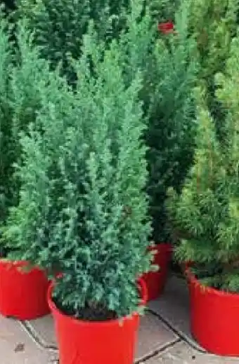 Pflanzen Kölle Koniferen Angebot