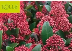 Pflanzen Kölle Kölle Blütenskimmie Rubella Angebot
