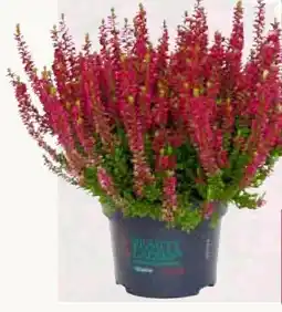 Pflanzen Kölle Kölle's Beste Knospenheide Longlife Angebot