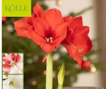 Pflanzen Kölle Amaryllis Angebot