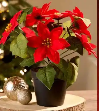 Woolworth Weihnachtsstern Poinsettia Angebot