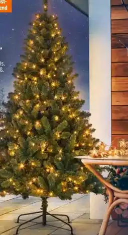 OBI KUNSTTANNE TRAMSO XXL Angebot