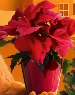 OBI Weihnachtsstern Angebot