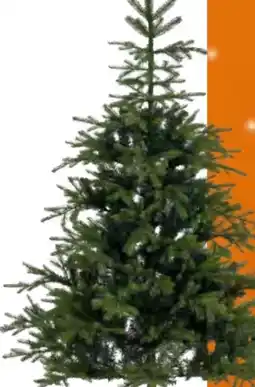 OBI KUNSTTANNE GRIMSHAW Angebot