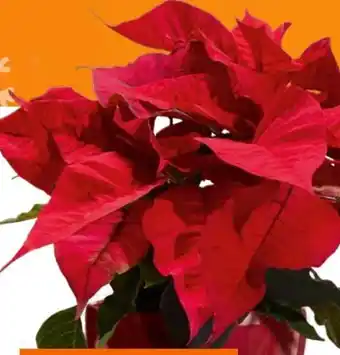 OBI Weihnachtssterne Angebot