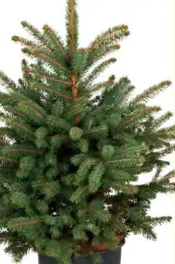 OBI Getopfter Weihnachtsbaum Angebot