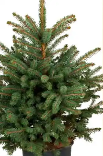 OBI Getopfter Weihnachtsbaum Angebot