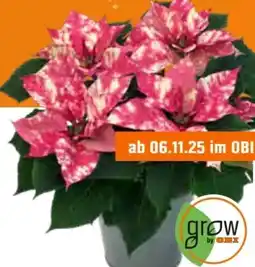 OBI Grow By Obi Weihnachtsstern Fantasy Star Angebot