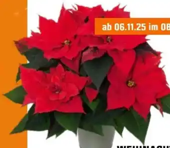 OBI Grow By Obi Weihnachtsstern-Busch Angebot