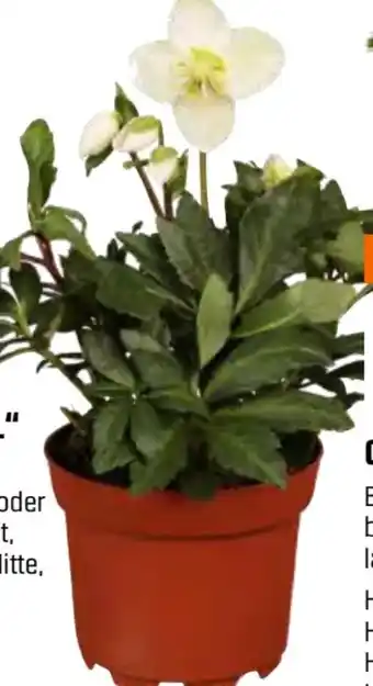 OBI Grow By Obi Christrose Angebot