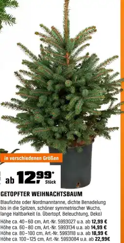 OBI Getopfter weihnachtsbaum höhe ca. 40–60 cm Angebot