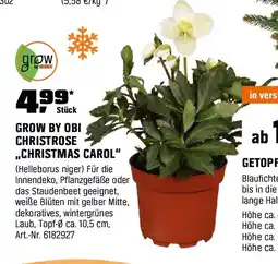 OBI GROW BY OBI CHRISTROSE ,,CHRISTMAS CAROL" (Helleborus niger) Angebot