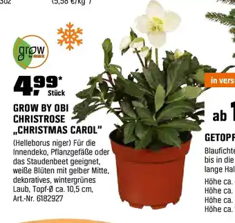 OBI GROW BY OBI CHRISTROSE ,,CHRISTMAS CAROL" (Helleborus niger) Angebot
