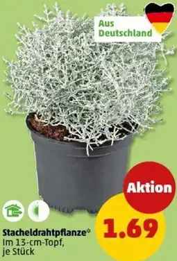 PENNY Stacheldrahtpflanze Angebot