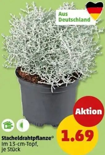 PENNY Stacheldrahtpflanze Angebot