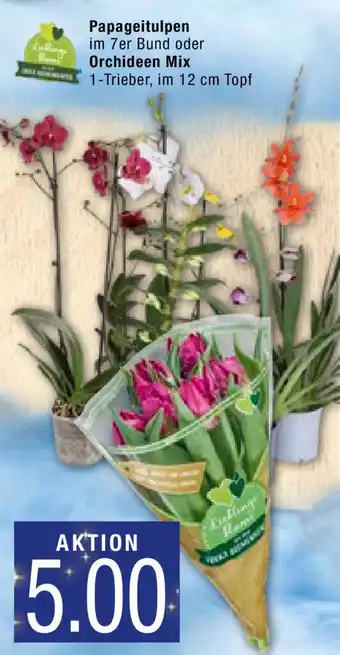 Marktkauf Papageitulpen oder Orchideen Mix Angebot