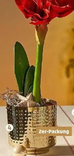 PENNY Übertöpfe Angebot