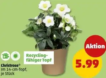 PENNY Christrose Angebot