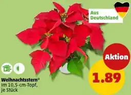 PENNY Weihnachtsstern Angebot