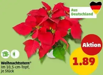 PENNY Weihnachtsstern Angebot