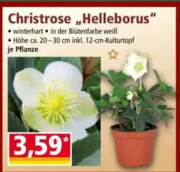 Norma Christrose „Helleborus“ Angebot
