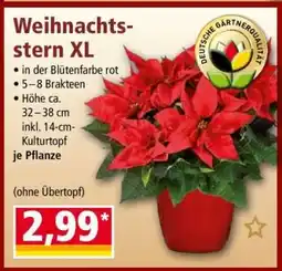 Norma Weihnachtsstern XL Angebot