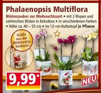 Norma Phalaenopsis multiflora Angebot