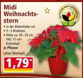 Norma Midi Weihnachtsstern Angebot