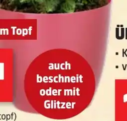 Thomas Philipps Übertöpf Angebot