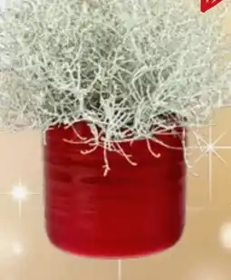 Thomas Philipps Stacheldraht Angebot