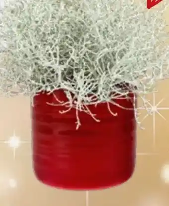 Thomas Philipps Stacheldraht Angebot