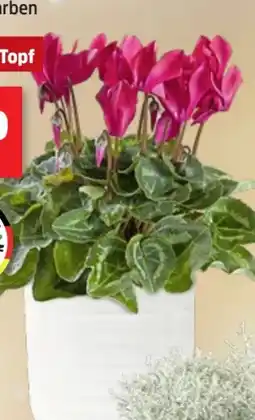 Thomas Philipps Alpenveilchen Cyclamen Angebot