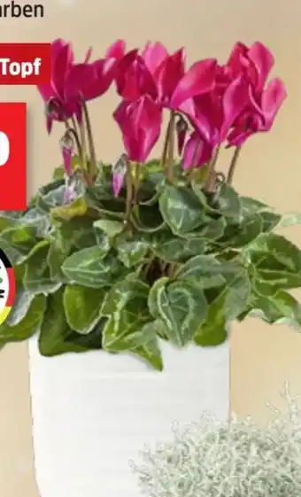 Thomas Philipps Alpenveilchen Cyclamen Angebot