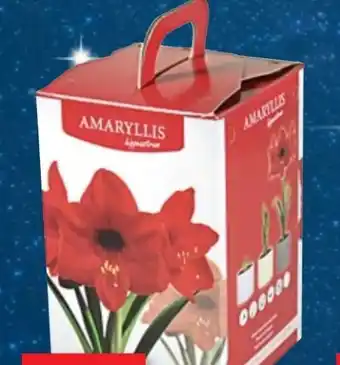 Thomas Philipps Amarylliszwiebel im Geschenkkarton Angebot