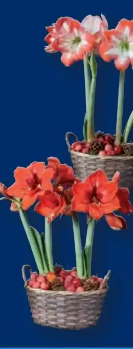 Lidl Amaryllis Angebot