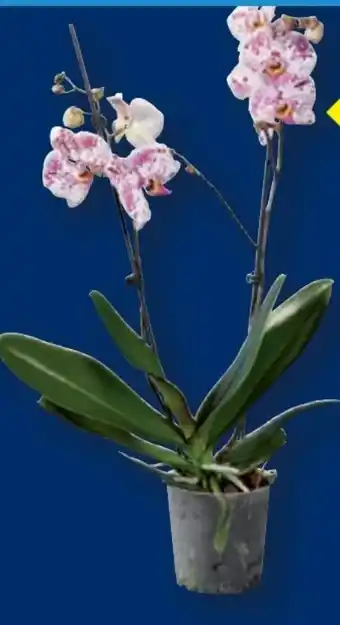 Lidl Schmetterlingsorchideen Angebot