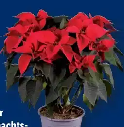 Lidl Großer Weihnachtssternbusch Angebot