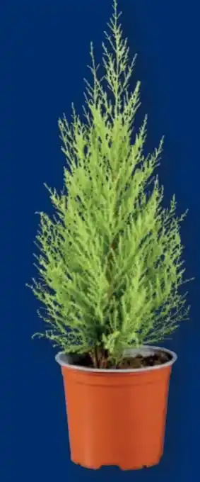 Lidl Koniferen Angebot