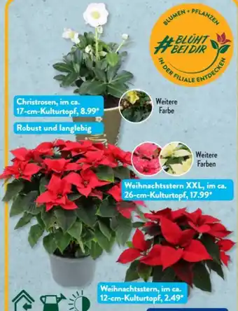 Aldi Süd Gardenline Weihnachtliche Pflanzen Angebot