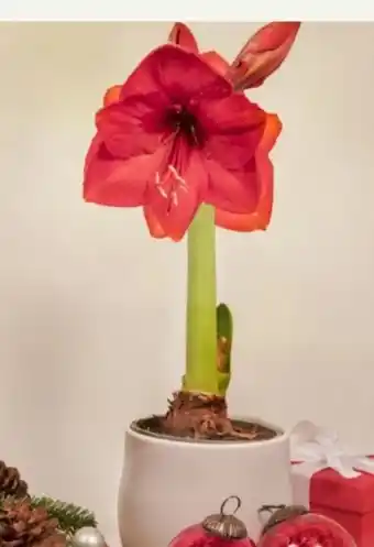 Pflanzen Kölle Kölle Topf-Amaryllis Angebot