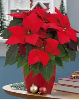 Pflanzen Kölle Weihnachtssterne Angebot