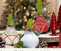 Pflanzen Kölle Wachsamaryllis Angebot