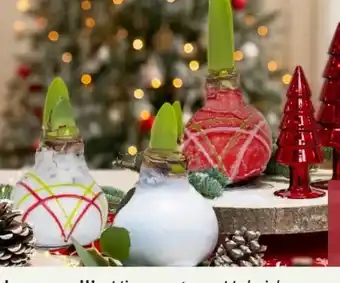 Pflanzen Kölle Wachsamaryllis Angebot