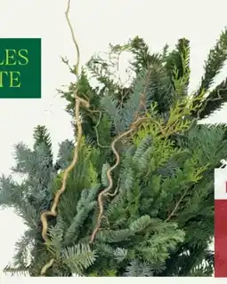 Pflanzen Kölle Kölle's Beste Koniferen-Strauß Angebot