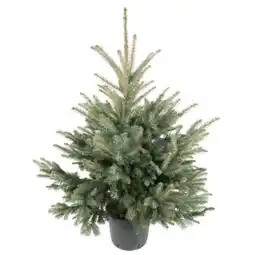 toom Baumarkt Weihnachts Blaufichte Angebot