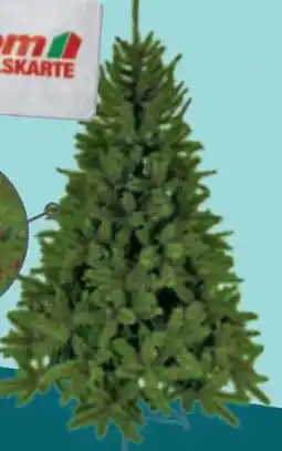 toom Baumarkt Toom Weihnachtsbaum Vail Angebot