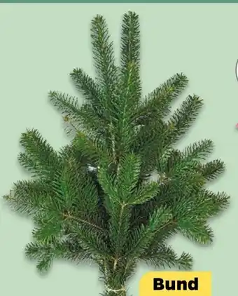 NETTO Nordmanntanne Angebot